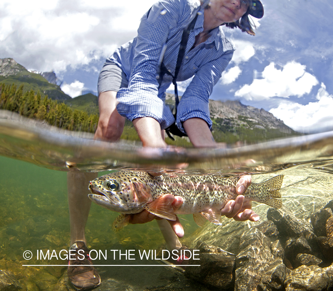 Flyfisherman with Rainbow Trout. 