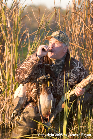 Duck hunter calling ducks from edge of marsh.