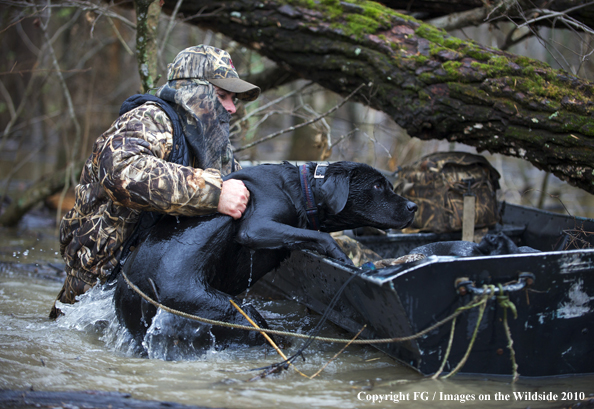 Waterfowl Hunter Helping Black Labrador Retriever climb into boat.