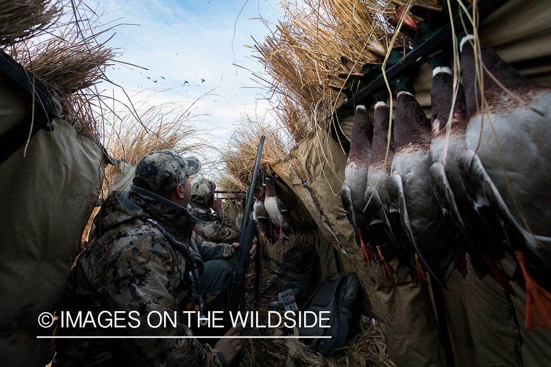 Waterfowl hunting