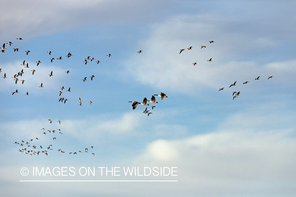 Hunting waterfowl in Nebraska.