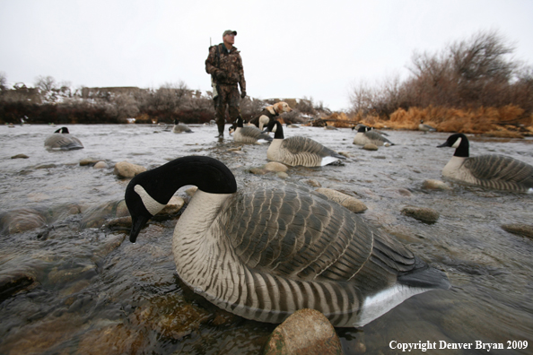 Canadian Geese Decoys