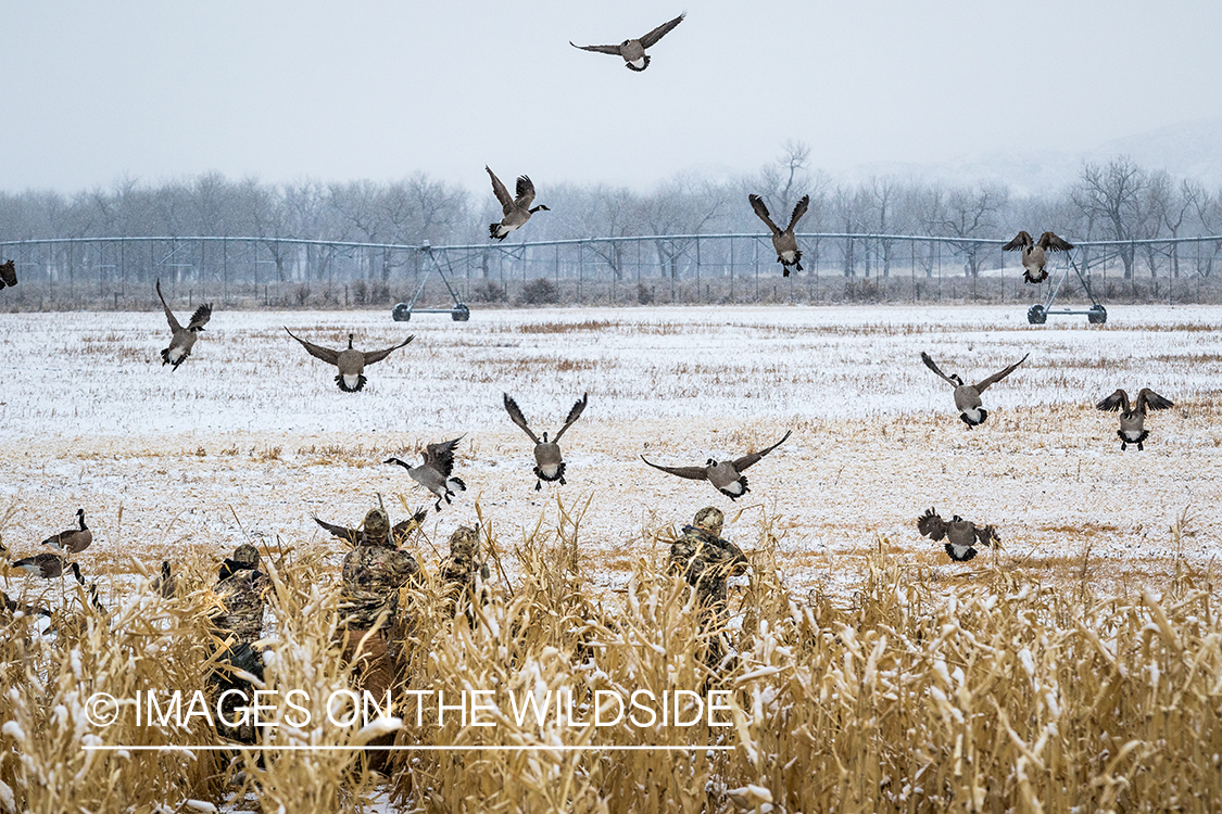 Hunters watching Canada geese land in field with decoys. 