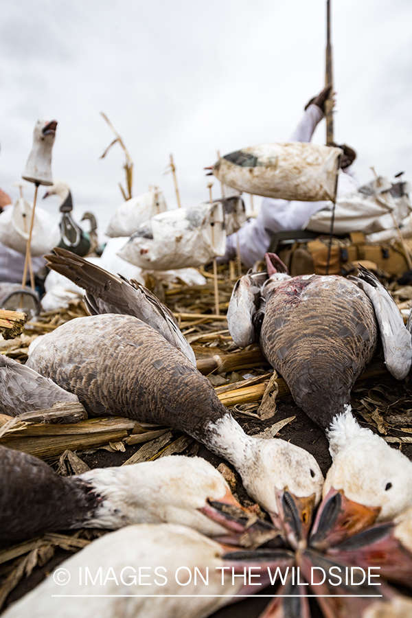 Hunters in field with decoys. 