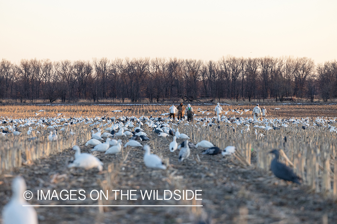 Hunters setting decoys.