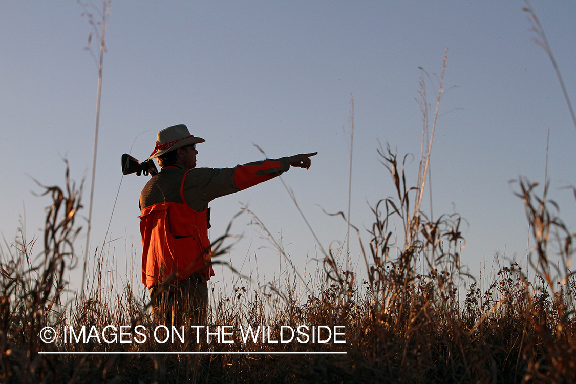 Upland game bird hunter in field.