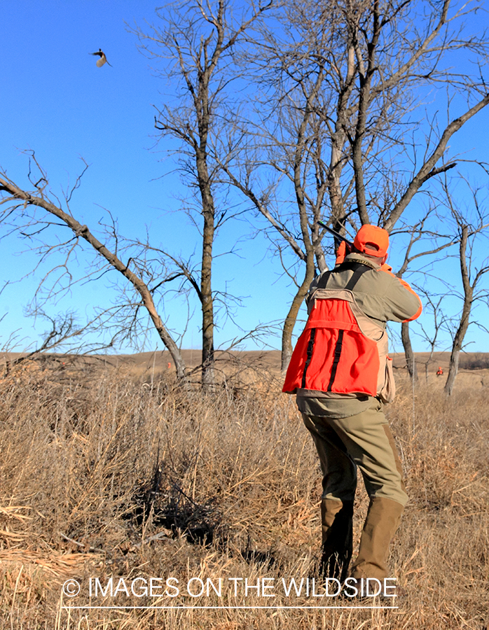 Hunter shooting at pheasant.