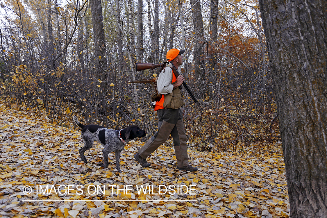 Pheasant hunter in field with Griffon Pointer.