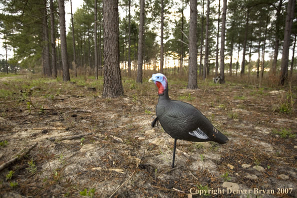 Eastern turkey decoy with hunter in background