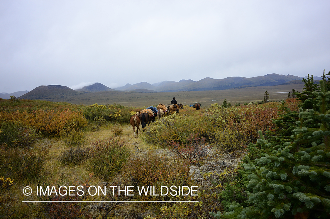 Stone sheep and Mountain goat hunting.