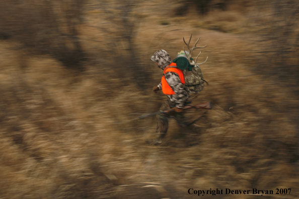 Mule deer hunter in field.