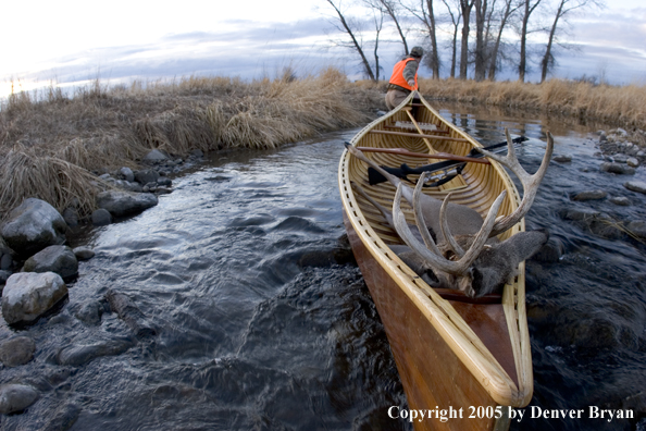 Big game hunter dragging canoe with bagged white-tail deer in bow