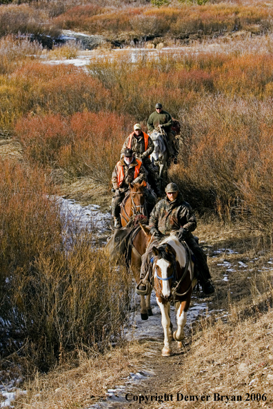 Elk hunters with bagged elk on horse packstring.  