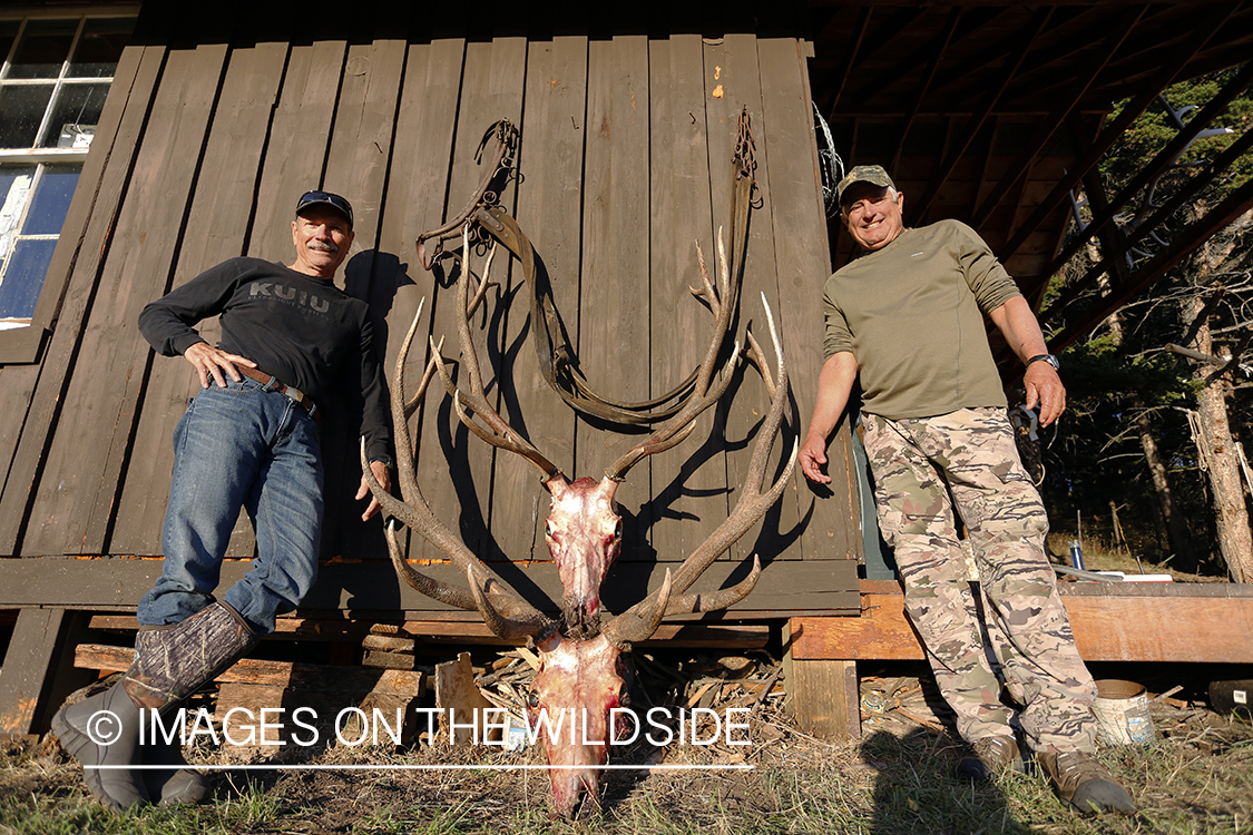 Hunters with bagged bull elk.