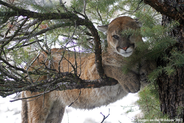 Mountain lion in tree. 