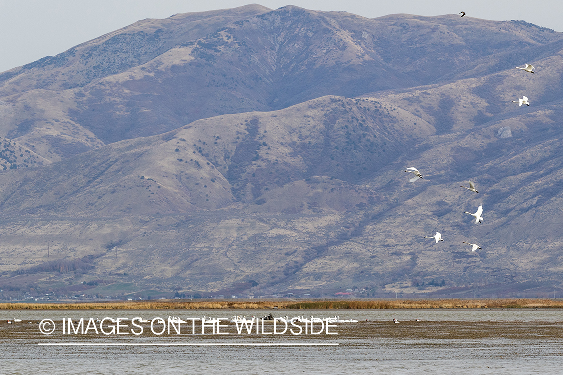 Tundra Swans in flight.