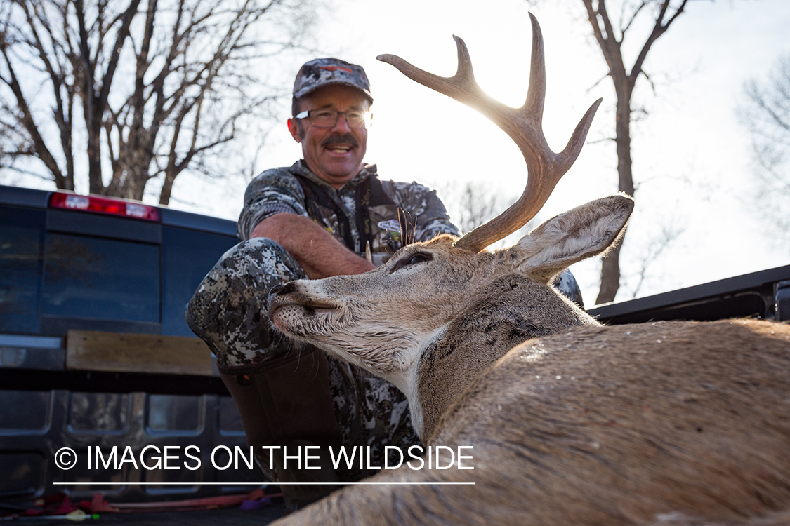 Bow hunter in truck loading field dressed white-tailed deer.