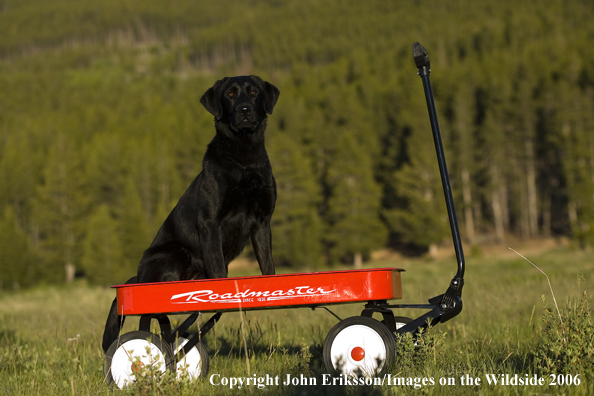 Black Labrador Retriever in Roadmaster wagon.