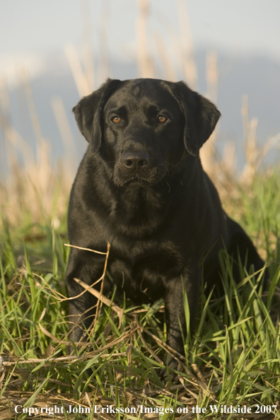 Black Labrador Retriever