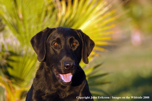 Black Labrador Retriever 