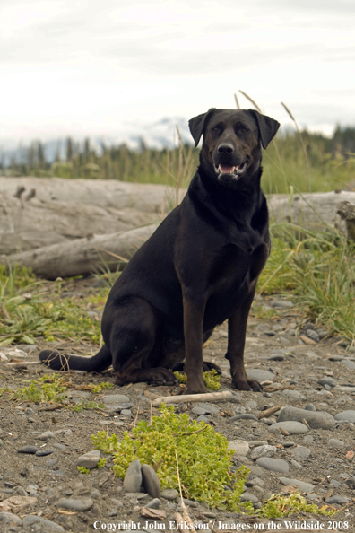 Black Labrador Retriever