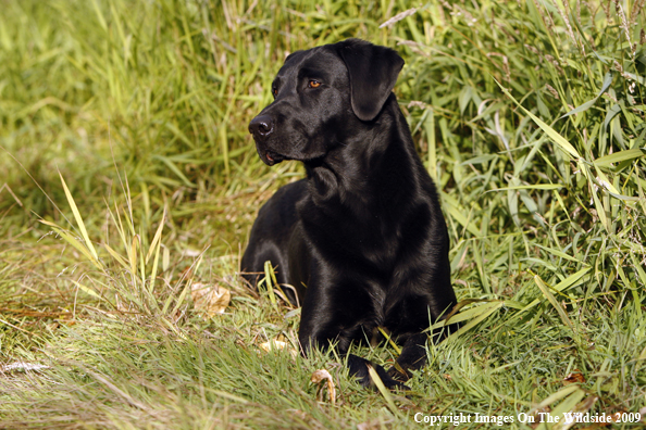 Black Labrador Retriever