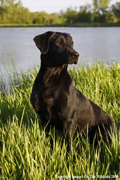 Black Labrador Retriever in field