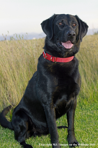 Black Labrador Retriever