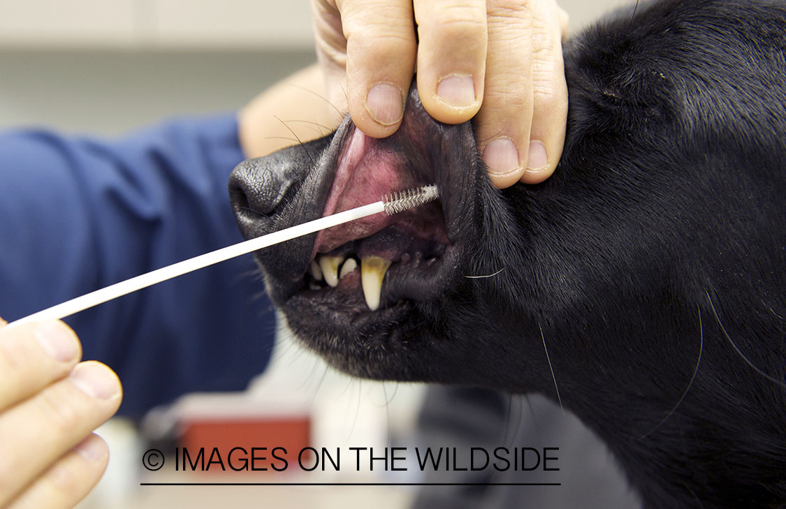 Black labrador retriever at vet.