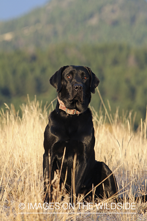 Black Labrador Retriever in field.