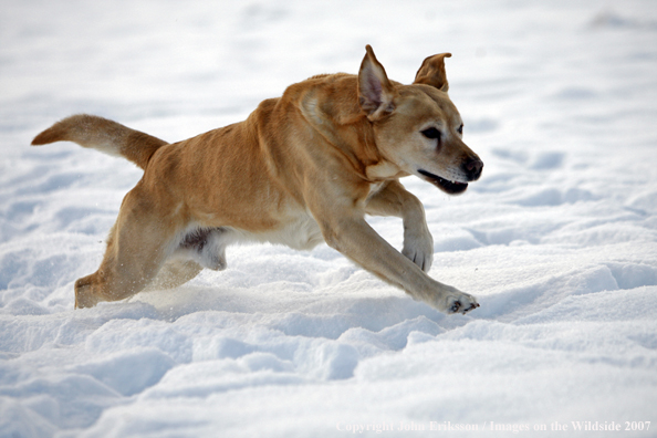 Yellow Labrador Retriever in field