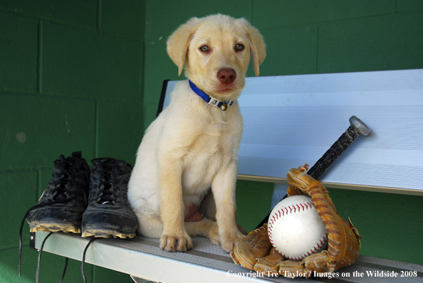 Yellow Labrador Puppy