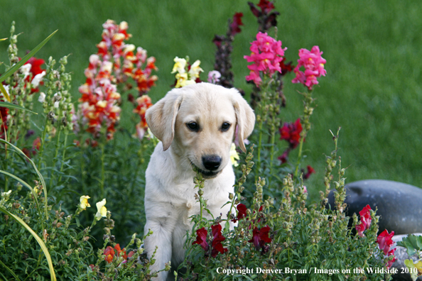 Yellow Labrador Retriever Puppy 