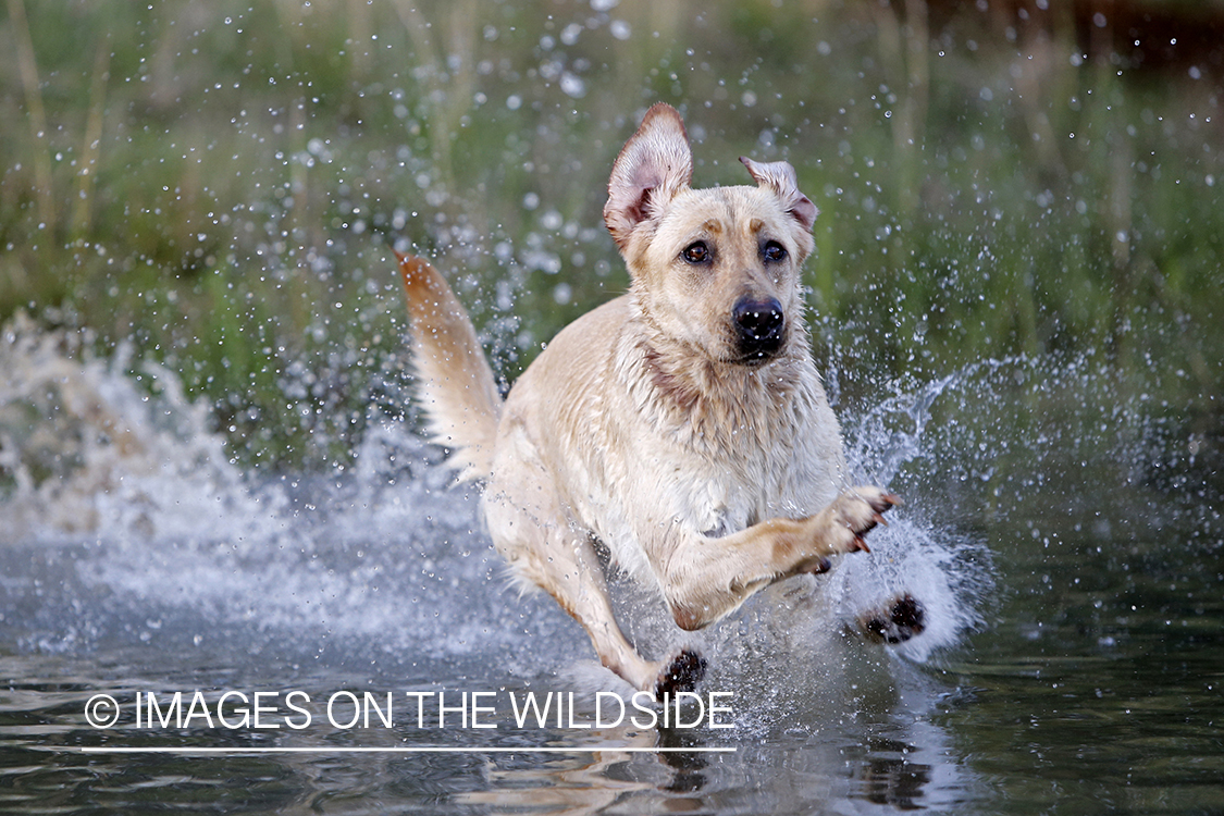 Yellow lab puppy jumping into water.