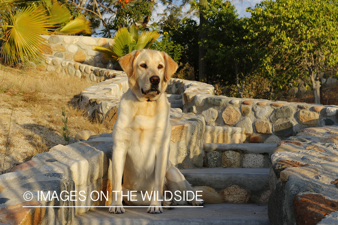 Yellow lab on cobble steps.