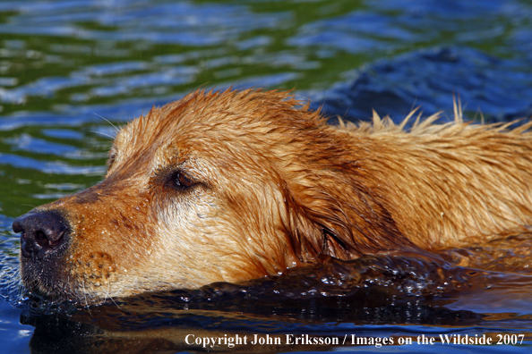 Golden Retriever 