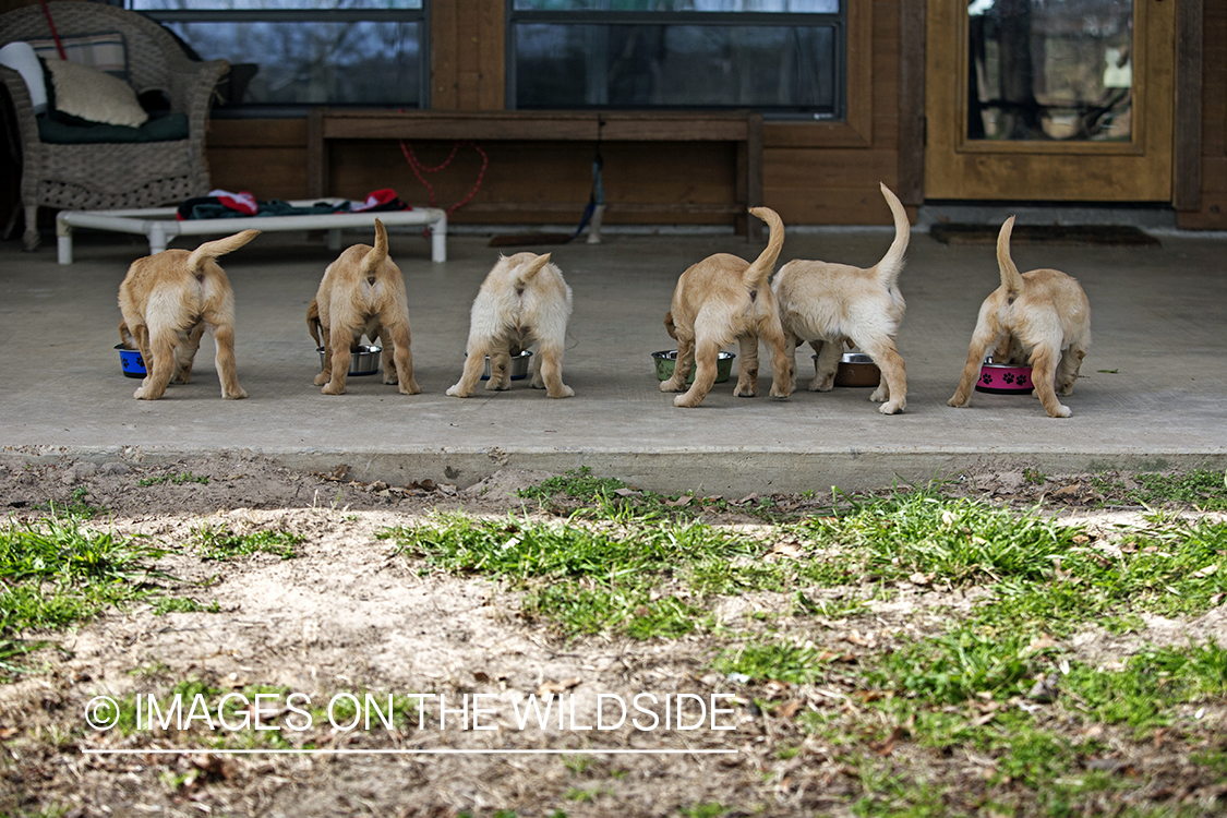 Golden Retriever Puppies eating.