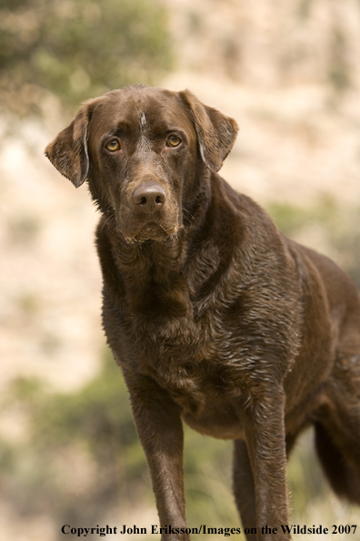 Chocolate Labrador Retriever 