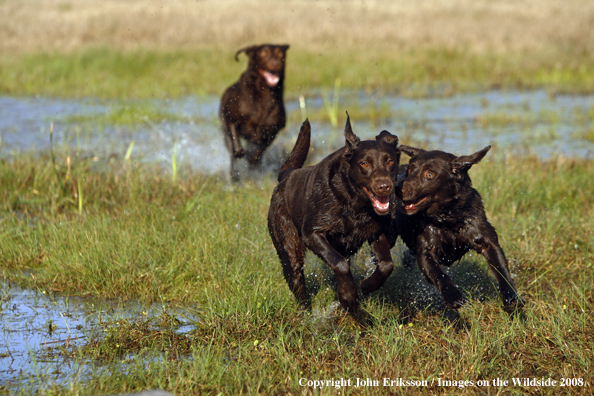 Chocolate Labrador Retrievers in field