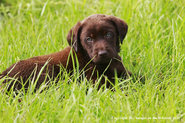 Chocolate Labrador Retriever Puppy