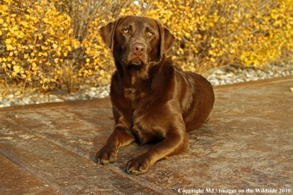 Chocolate Labrador Retriever