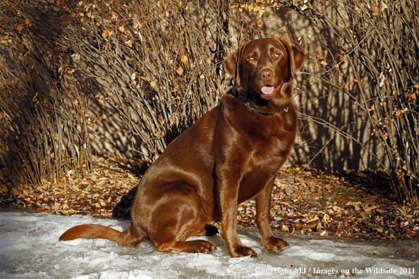 Chocolate Labrador Retriever sitting in snow