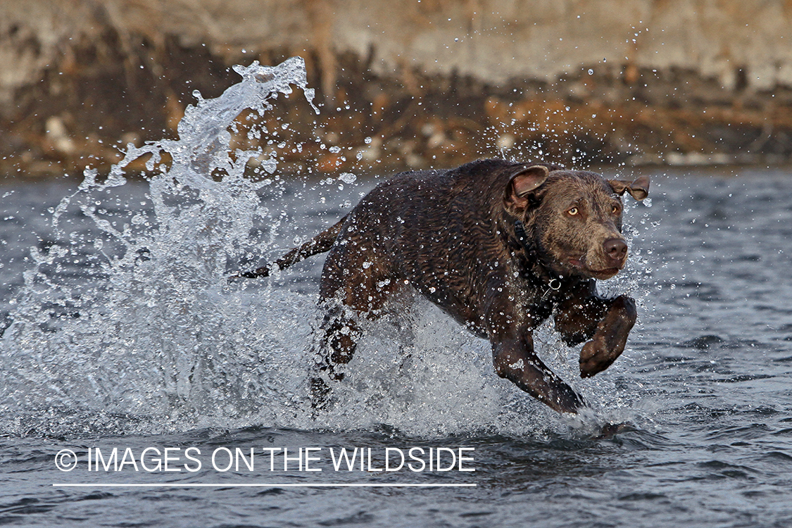 Chocolate (Silver) Labrador Retriever 