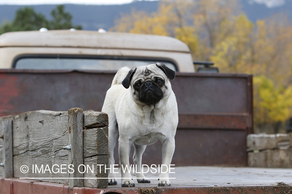 Pug on old International truck.