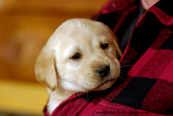 Labrador Puppy