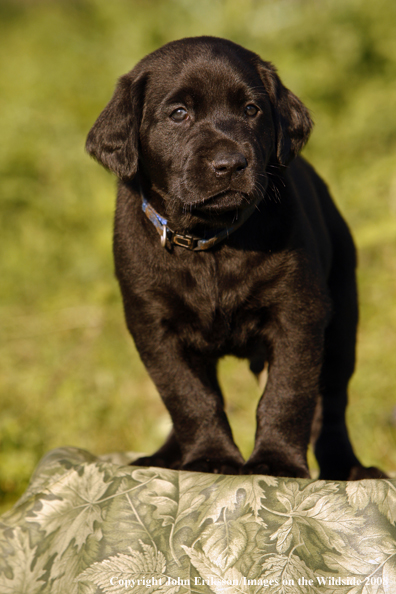 Black Labrador Retriever pup