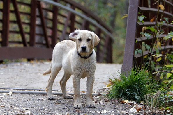 Yellow Labrador Retriever Puppy