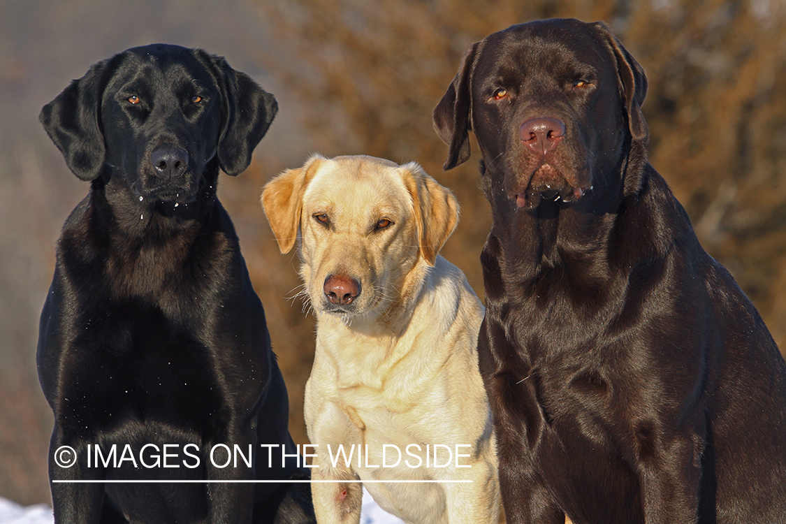 Multi-colored labrador retrievers.