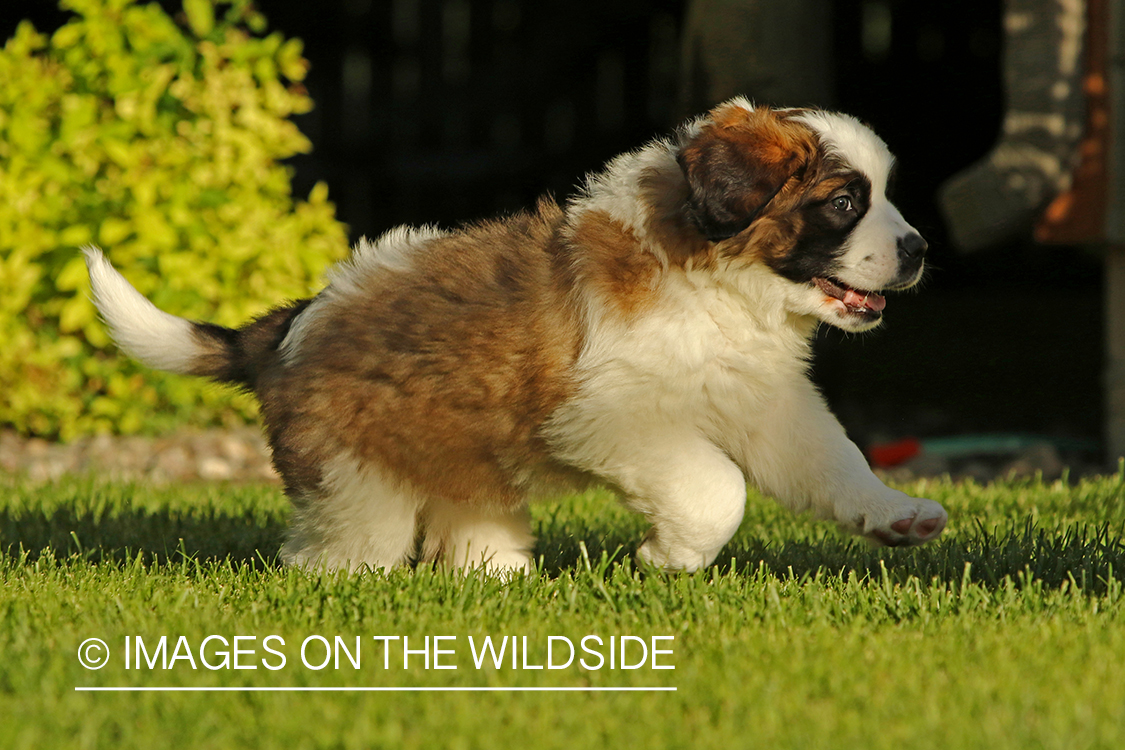 St. Bernard puppy. 