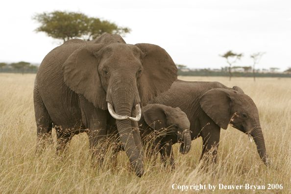 African Elephants